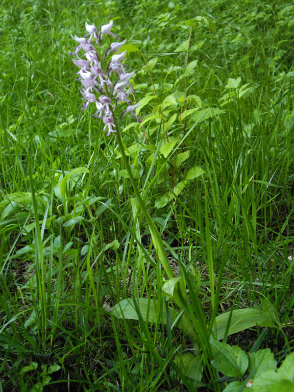 Orchis simia